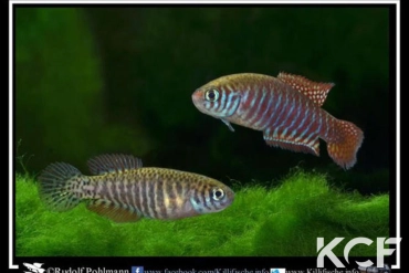 Simpsonichthys margaritatus Rio Verde BR MPM 12-07 couple adulte 