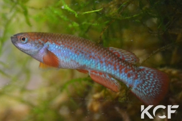 Laimosemion paryagi  male adulte 