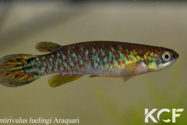 Atlantirivulus luelingi Araquari male adulte 