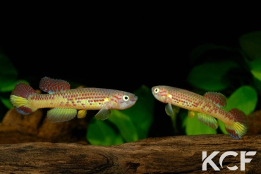 Aphyosemion herzogi Zomoko GBG 92-25 couple adulte 