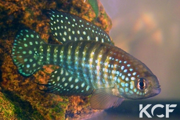 Hypsolebias gibberatus  male adulte 