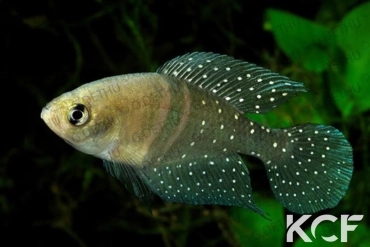 Spectrolebias bellidoi  male adulte 