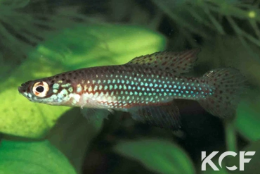 Cynopoecilus aff. multipapillatus  male adulte 