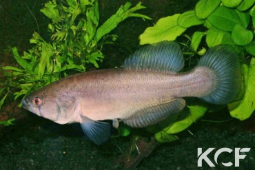 Austrolebias elongatus  male adulte 