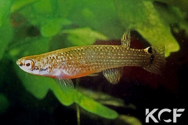 Anablepsoides ornatus  femelle adulte 