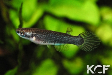 Anablepsoides ornatus  femelle adulte 