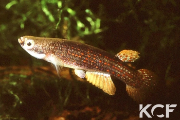 Anablepsoides ornatus  male adulte 