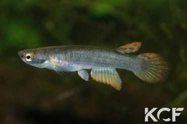 Anablepsoides ornatus  male adulte 