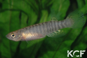 Aphyolebias peruensis  femelle adulte 