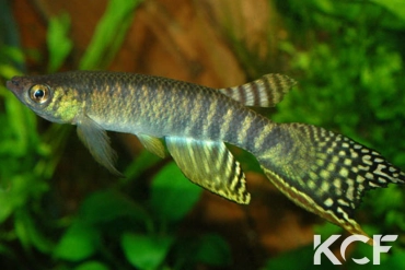 Aphyolebias peruensis Yarina Cocha male adulte 