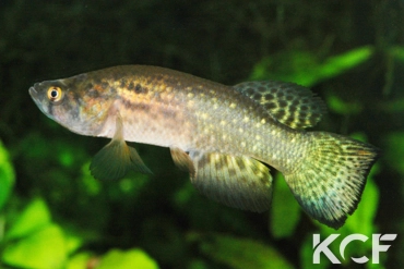 Austrofundulus aff. myersi Near Bosconia COL 14-11 male adulte 