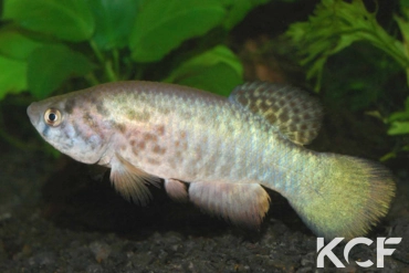 Austrofundulus guajira Col 06-01 male adulte 