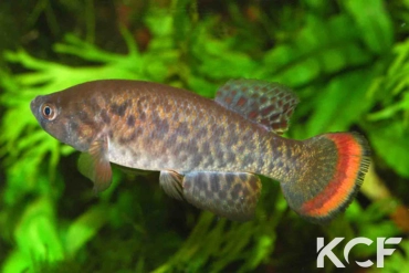 Austrofundulus guajira  male adulte 