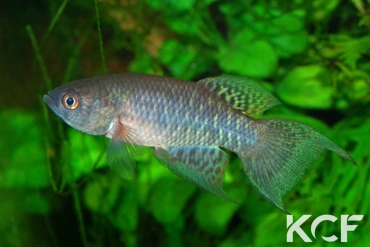 Austrofundulus leohoignei  male adulte 