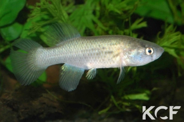 Austrofundulus myersi Col 06-01 femelle adulte 