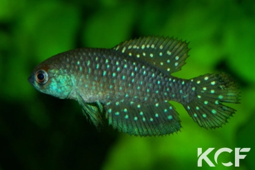 Austrolebias affinis Paso Lambaré male sub adulte 