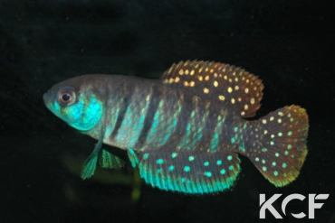 Austrolebias alexandri la Killifiche du KCF