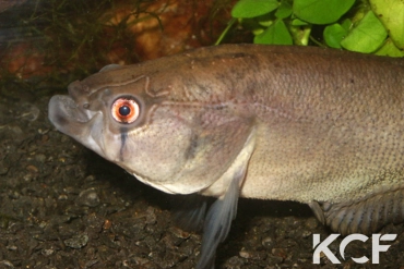 Austrolebias elongatus  male adulte 