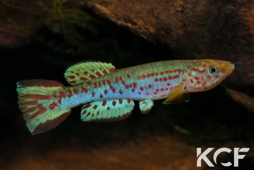 Aphyosemion labarrei Kingembe AVD 2011 male adulte 