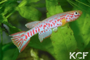 Aphyosemion labarrei  male adulte 