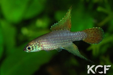 Campellolebias brucei  male sub adulte 