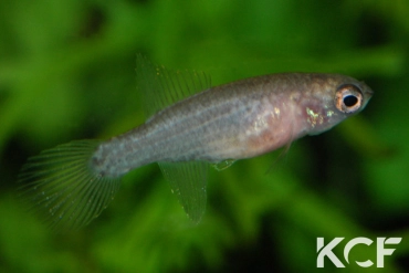 Campellolebias brucei  femelle adulte 