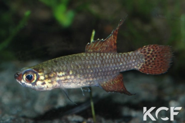 Campellolebias intermedius Juquiá BR 10-01 male adulte 