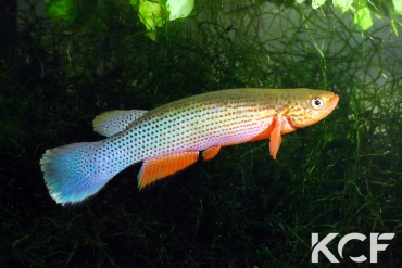 Anablepsoides igneus  male adulte 