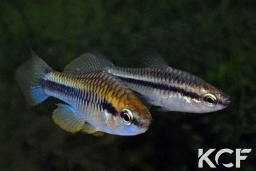 Chriopeoides pengelleyi  couple adulte 