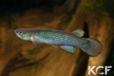 Anablepsoides cearensis Lagoa Do Cameiro 10-01 male adulte 