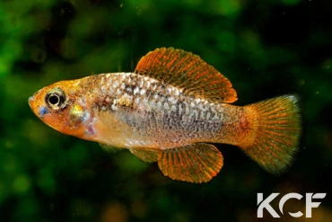 Garmanella pulchra  male adulte 