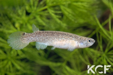 Anablepsoides cearensis Lagoa Do Cameiro 10-01 femelle adulte 