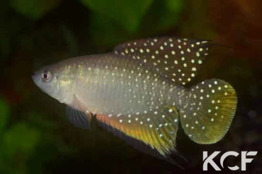 Hypsolebias faouri  male adulte 