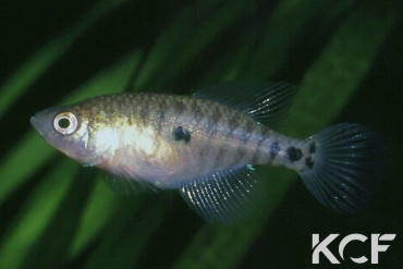 Hypsolebias flagellatus BR 93-15 femelle adulte 