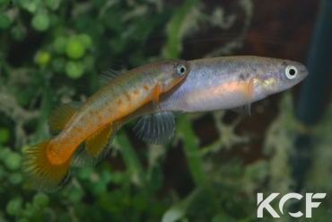 Kryptolebias marmoratus bonairensis  couple adulte 