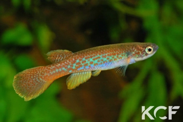 Laimosemion agilae Mapa Lake- Berbice River male sub adulte 