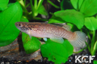 Anablepsoides gaucheri  femelle adulte 