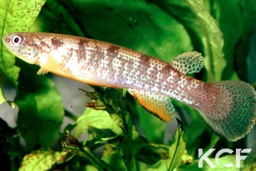 Anablepsoides igneus Sentier Rorota GR 05 male adulte 