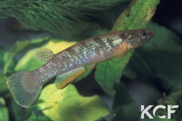 Anablepsoides igneus Sentier Rorota GR 05 male adulte 