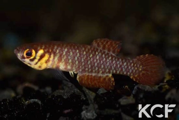 Notholebias vermiculatus  male adulte 