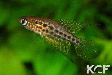 Ophtalmolebias constanciae  male sub adulte 