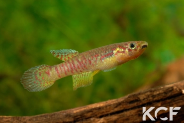 Aphyosemion sp. Wézé GLC 14 femelle adulte 