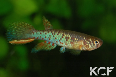 Rachovia pyropunctata Finca Bachaquero BBL 01-02 male sub adulte 
