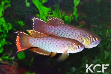 Rachovia sp. Near Monteria COL 14-13 couple adulte 