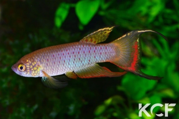 Rachovia sp. Near Monteria COL 14-13 male adulte 