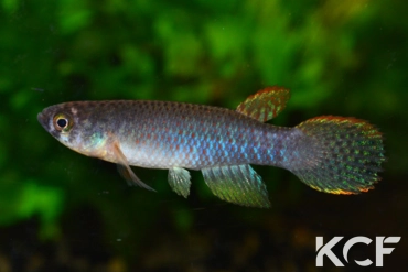 Rachovia sp. Rio Jabal VEN 14-04 male adulte 