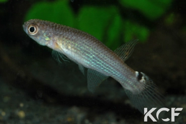 Renova oscari Middle Rio Orinoco-Isla Raton IVE 12-15 femelle adulte 