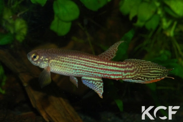 Renova oscari Middle Rio Orinoco-Isla Raton IVE 12-15 male adulte 