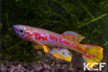 Aphyosemion louessense RPC 78-32 male adulte 