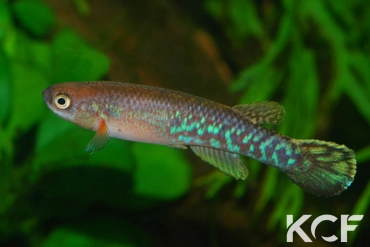 Laimosemion cladophorus  male adulte 